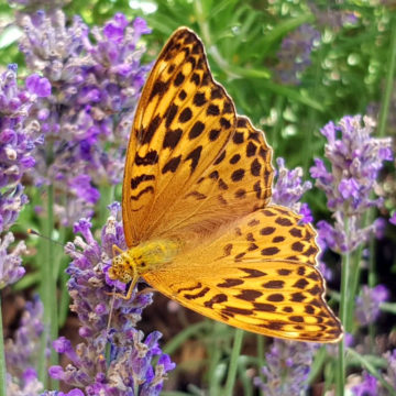 Zahlreiche Schmetterlingsarten im Kraichgau
